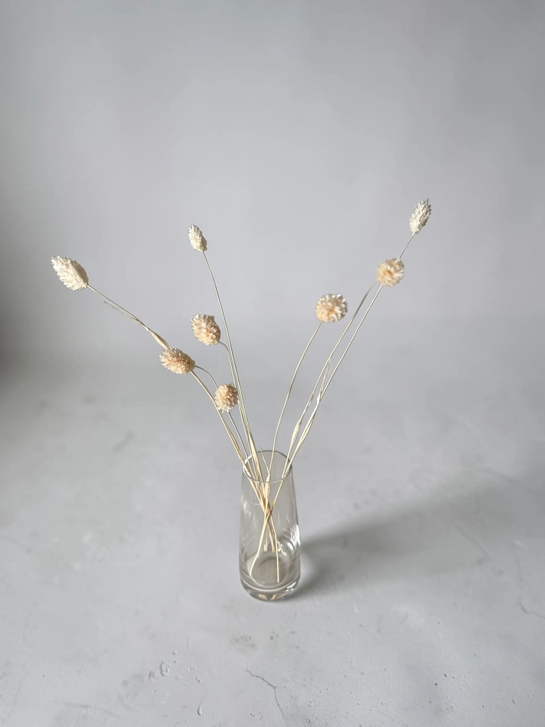 Wheat Bunny Tails 6stem