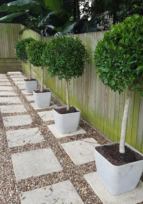 Potted Ficus with Fairy Lights