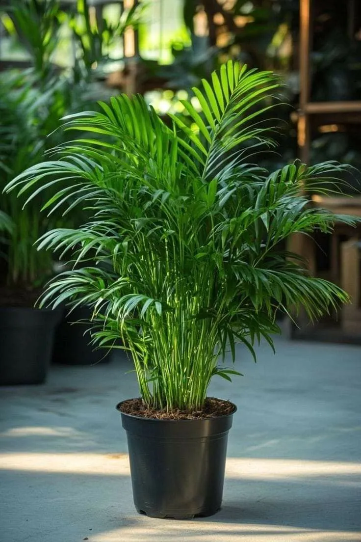 Tropical Areca Palm
