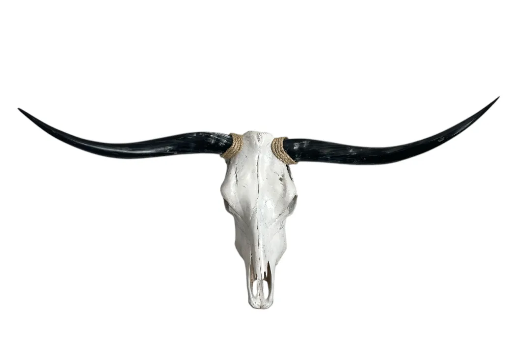 Longhorn Skull, 48" Spread, Polished Horns
