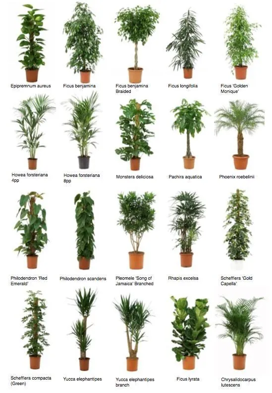 Plantes
