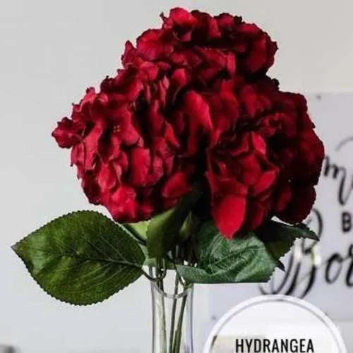 Hydrangea Red