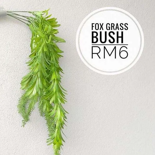 (SM) (CYB) Flora - Fox Grass Bush
