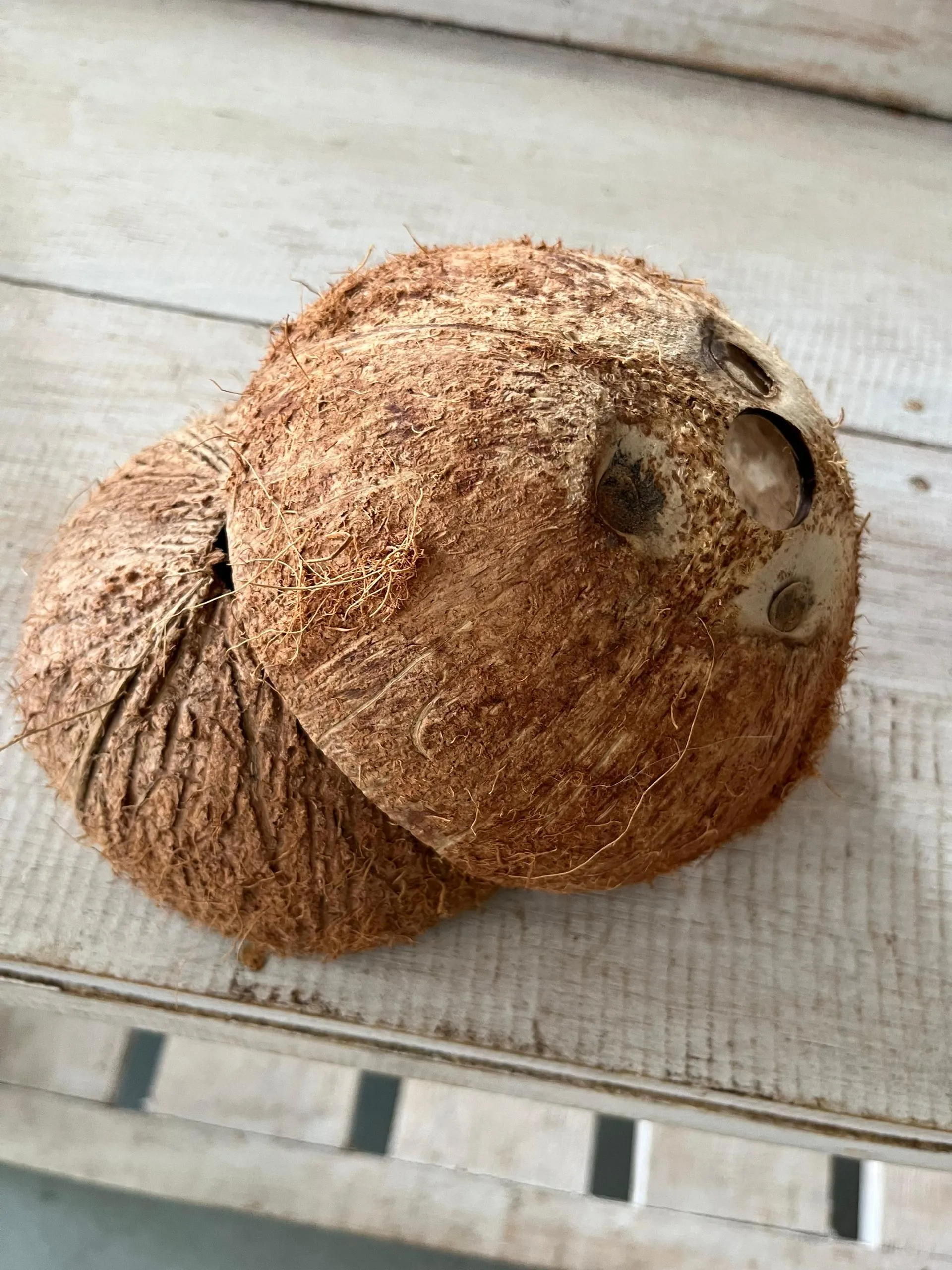 (SM) Tempurung Kelapa