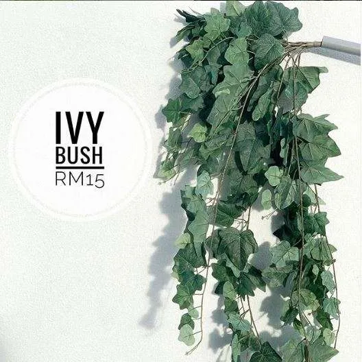 (CYB) Flora - Ivy Bush