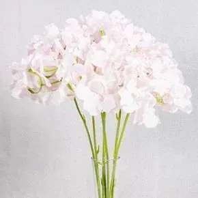 (CYB) Flower Hydrangea - Pink (New)