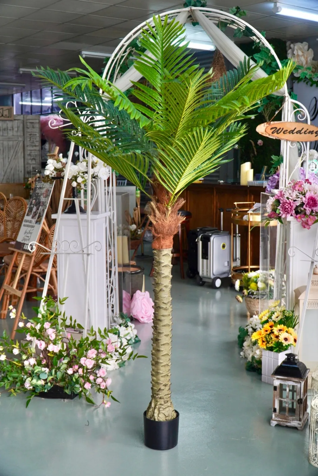 (SM) Pokok Kurma (6.7ft)