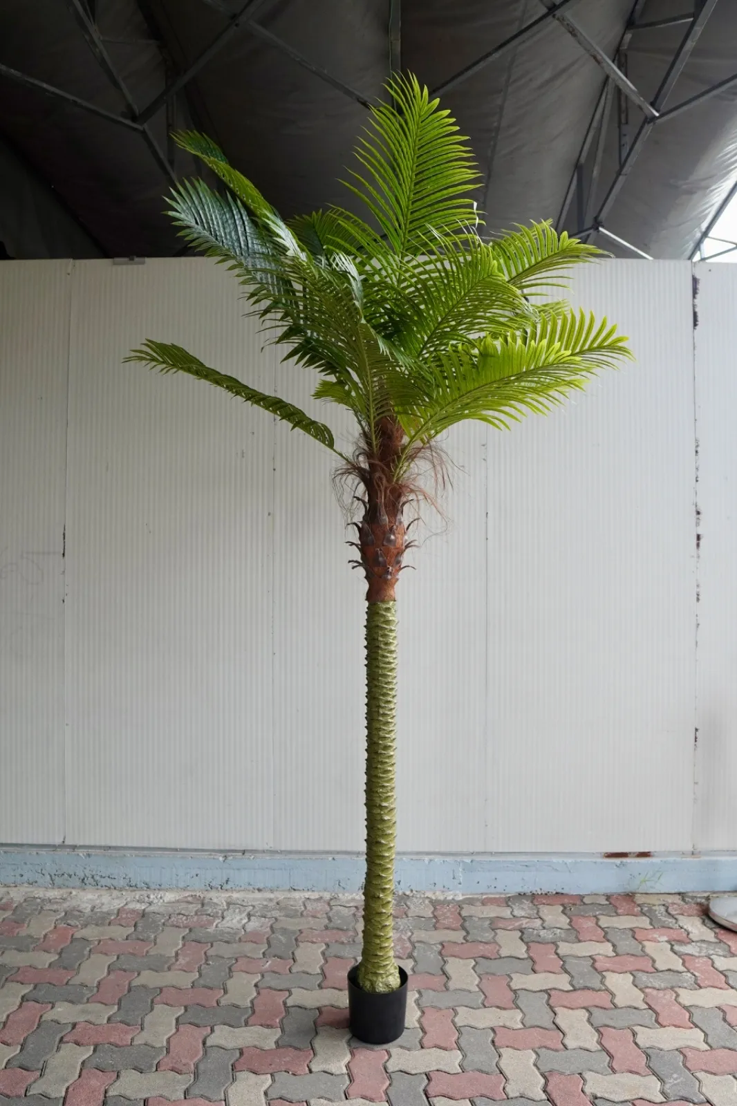 Pokok Kurma (8.5ft)