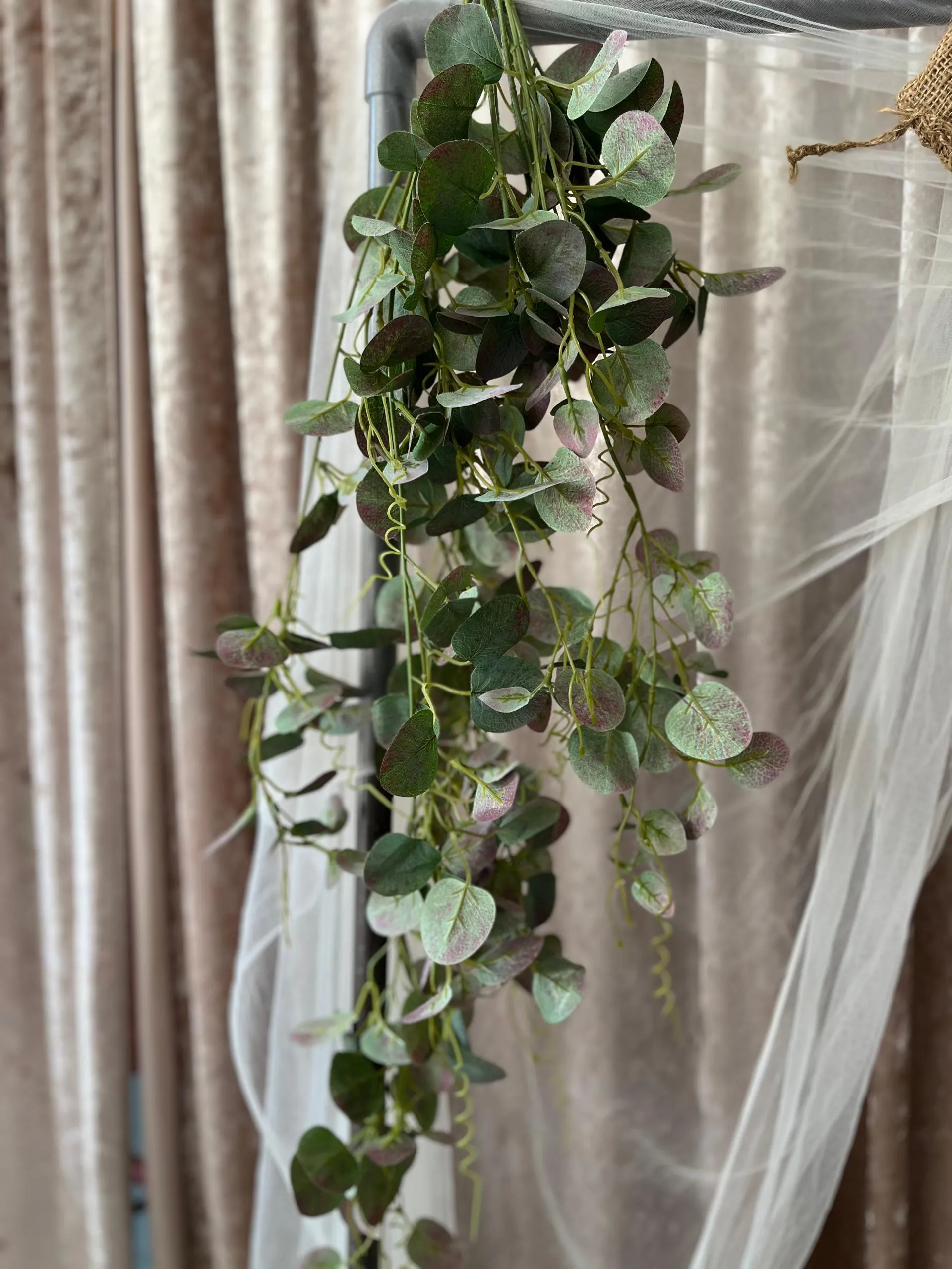 Flora - Silver Dollar Eucalyptus 