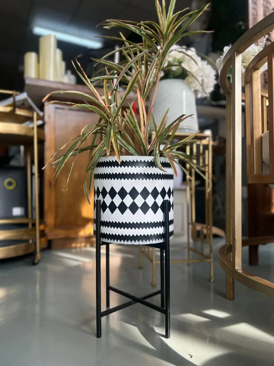 Madagascar with Pot & stand 