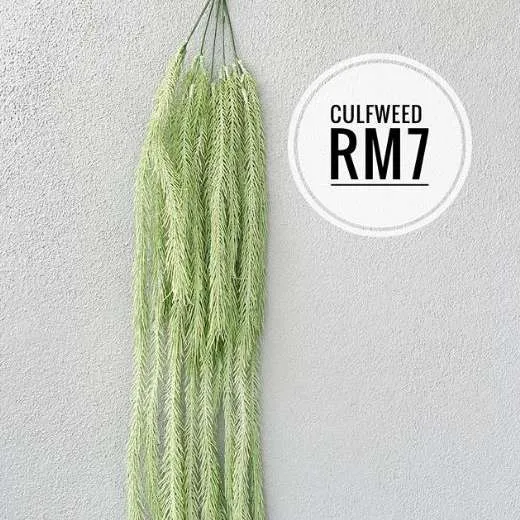 (CYB) Flora - Culfweed