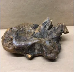 petrified root 