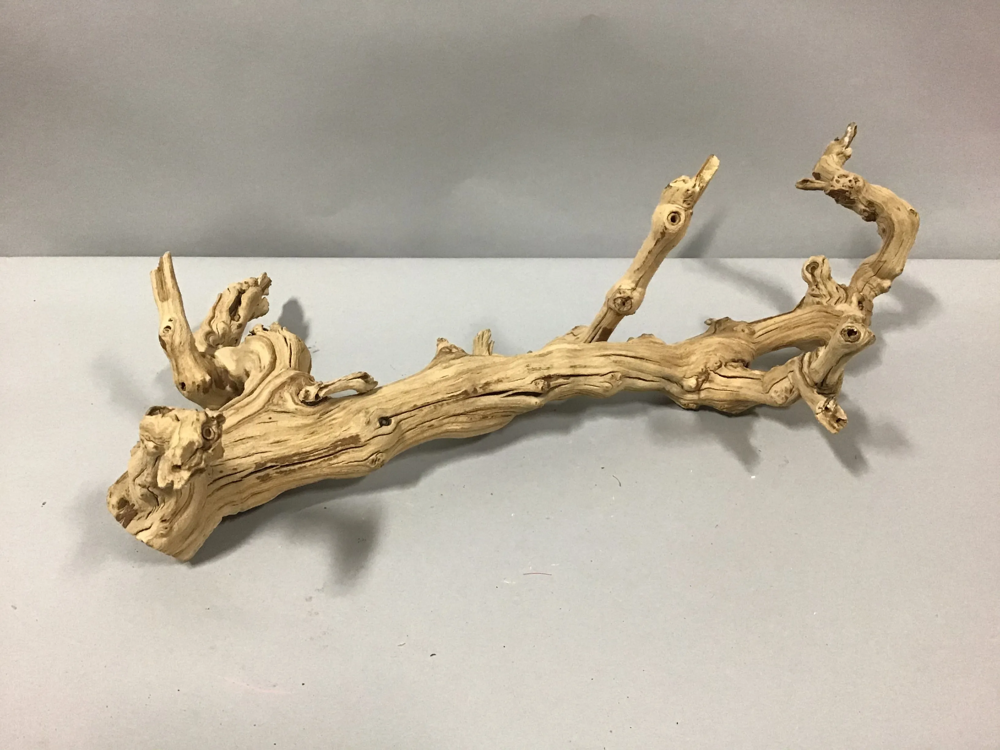 dried grape vine root 