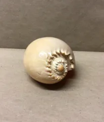 small conch shell  9x6"