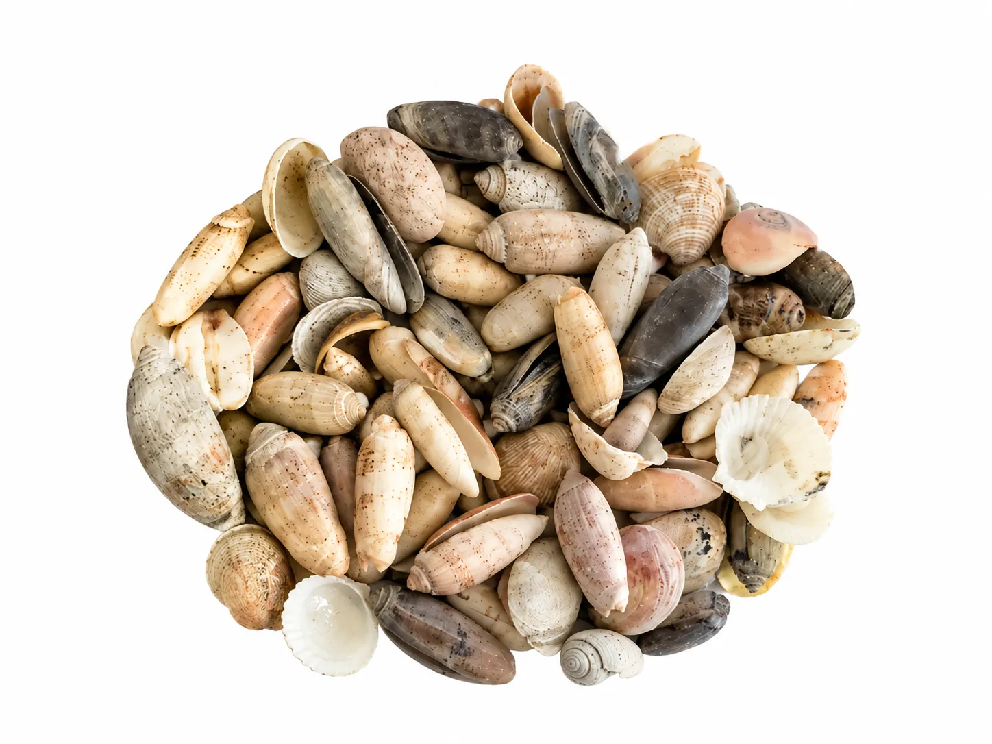 Bucket of Real Seashells