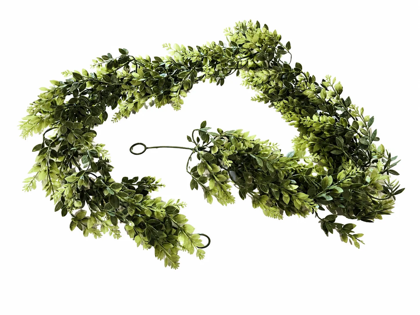 Eucalyptus Branch