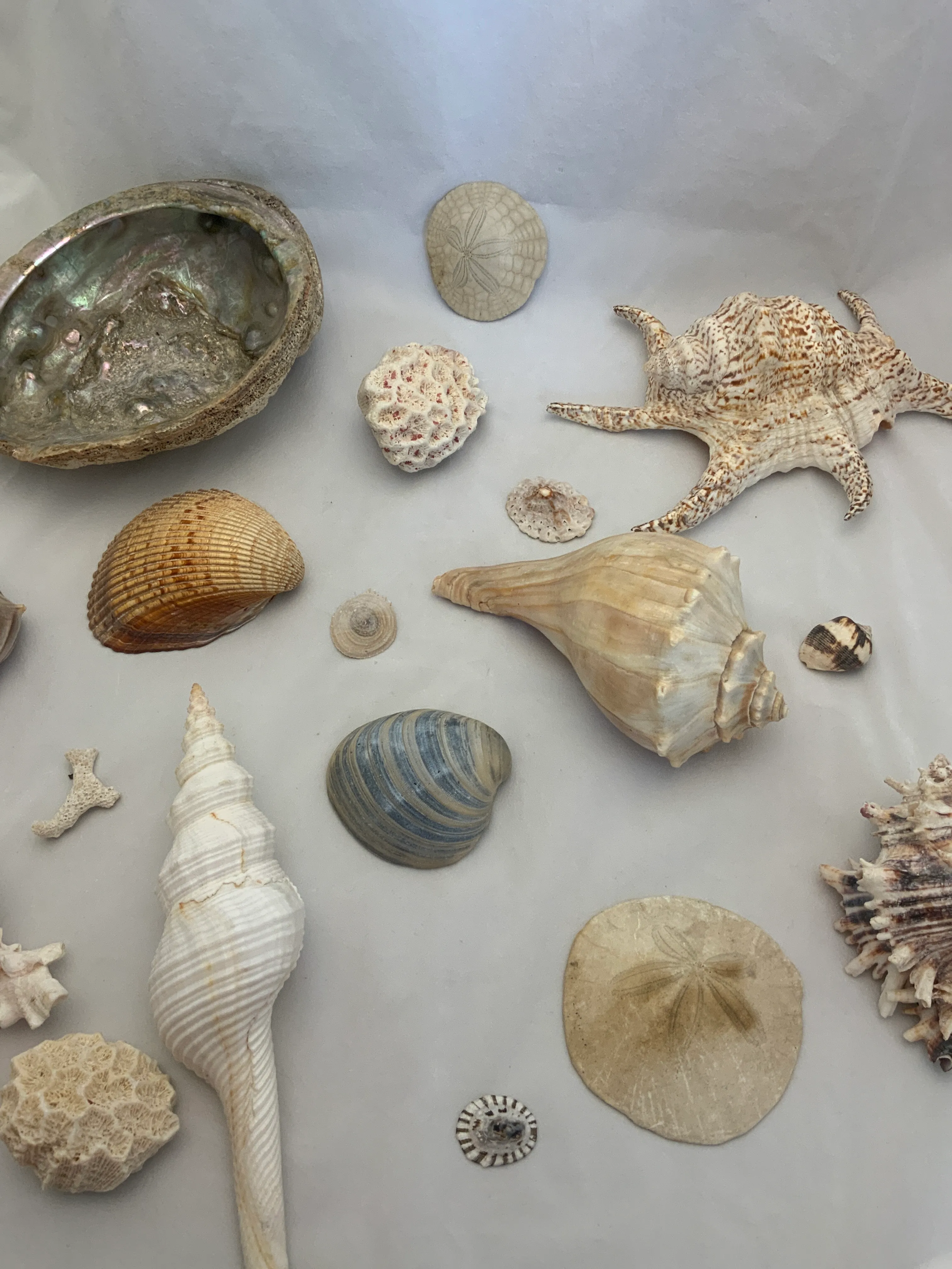 Sea Shell Variety Group 1