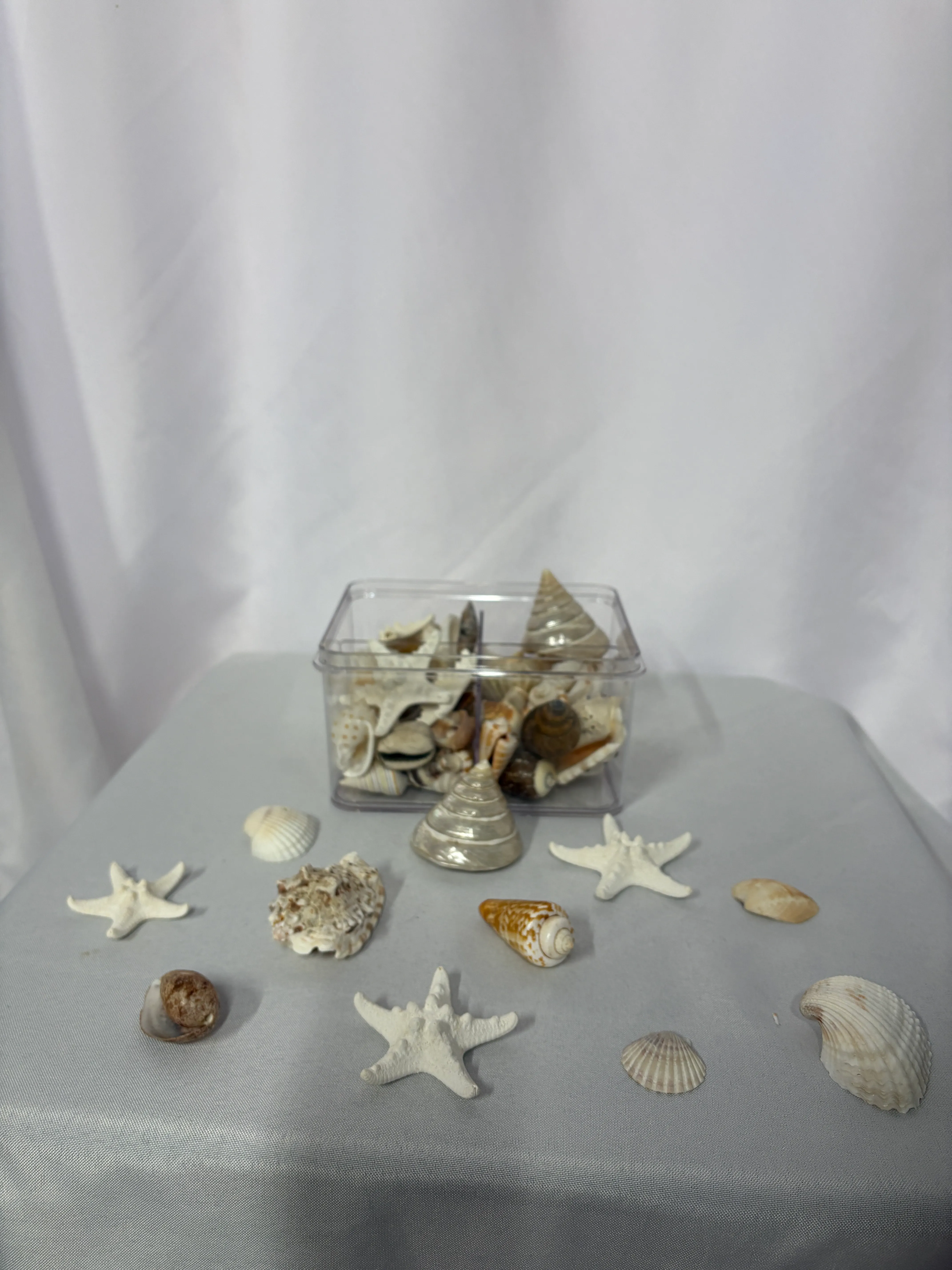 Sea Shell Group Small