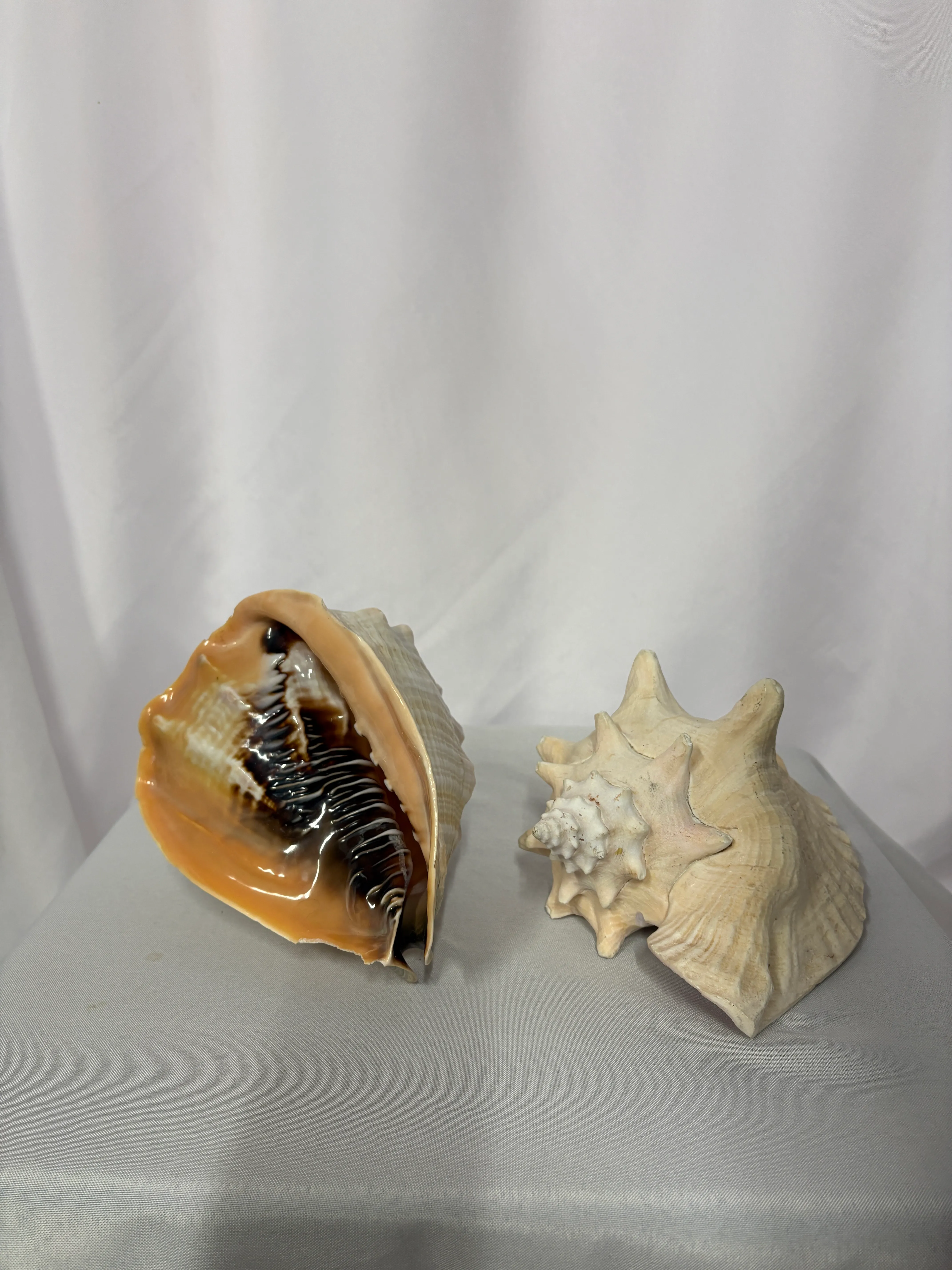 Sea Shell Group Large