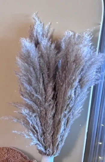 XL Fresh Pampas (single stem)