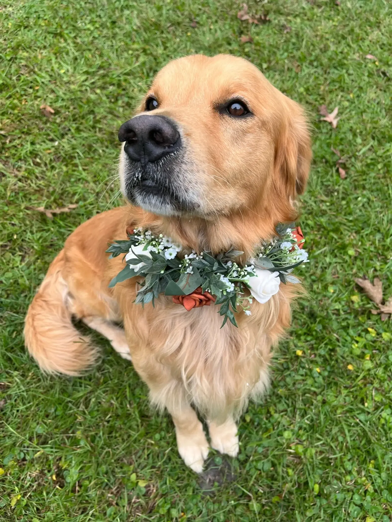 Floral Dog Collar (Fresh Florals)