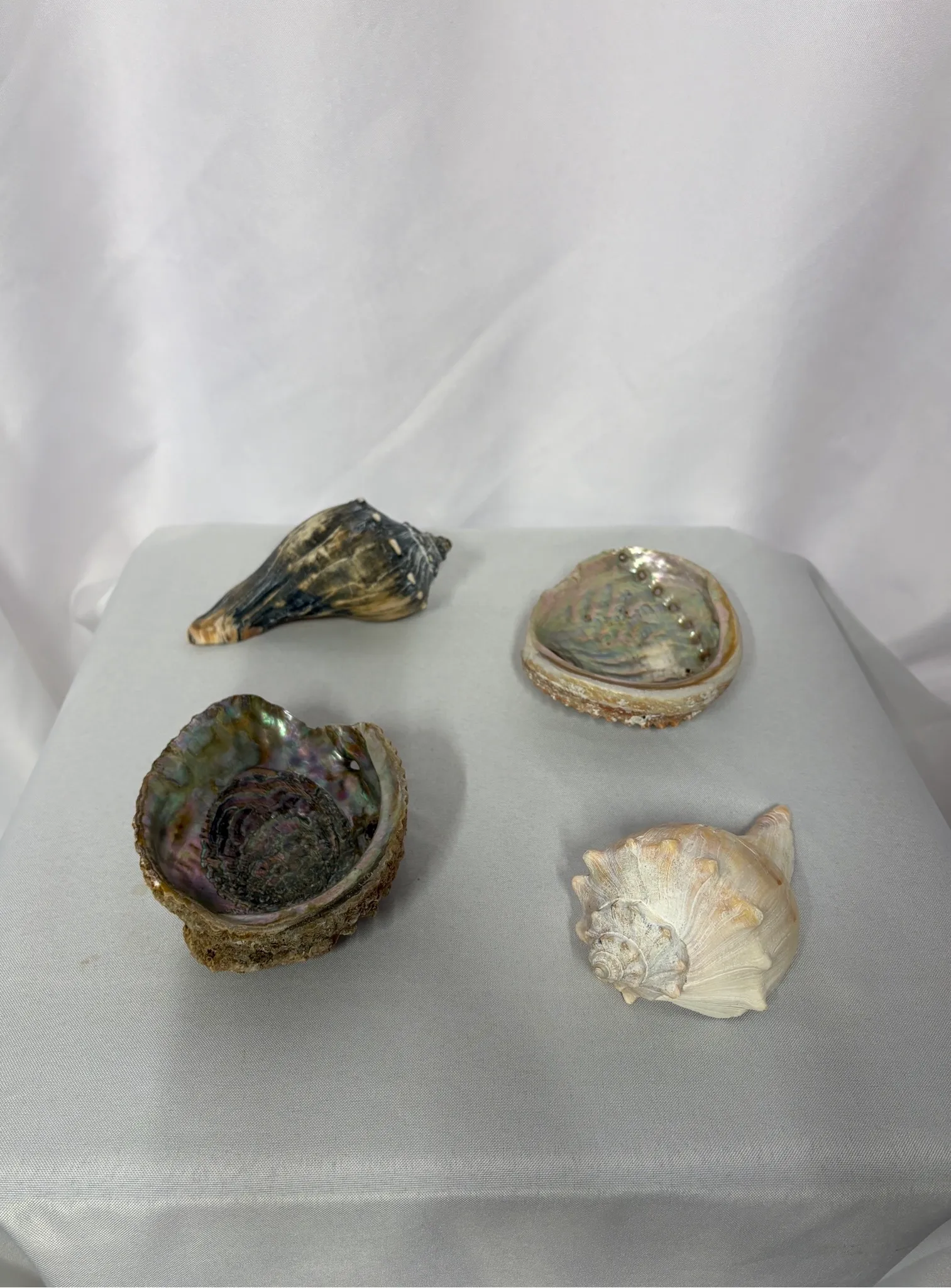 Sea Shell Group Medium 