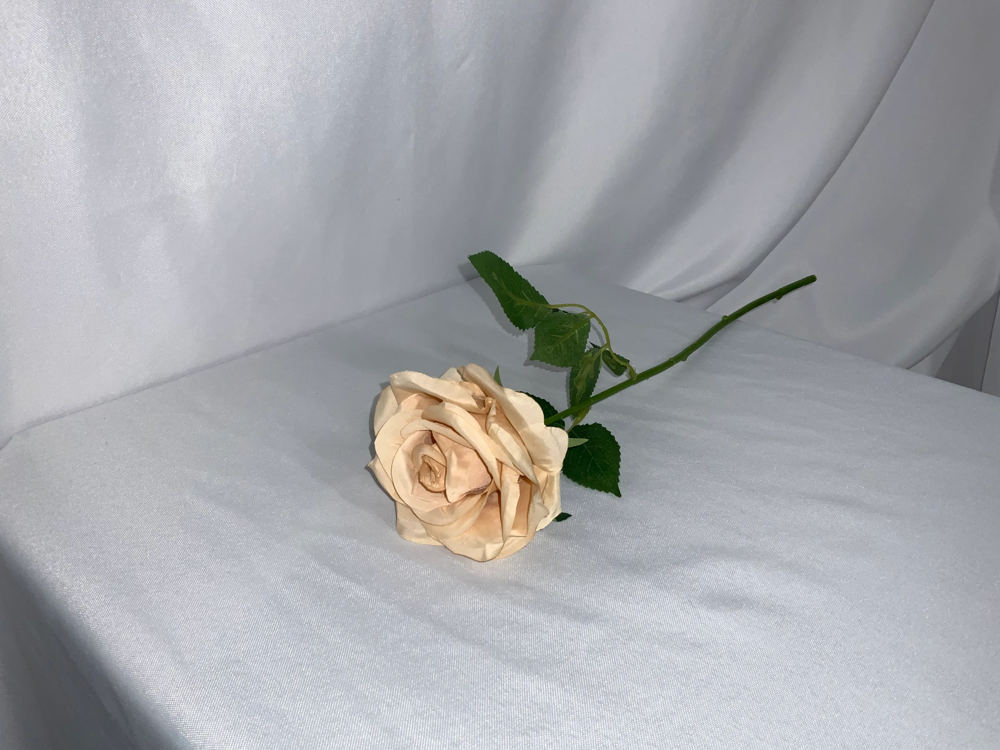 Champagne Rose Stem 