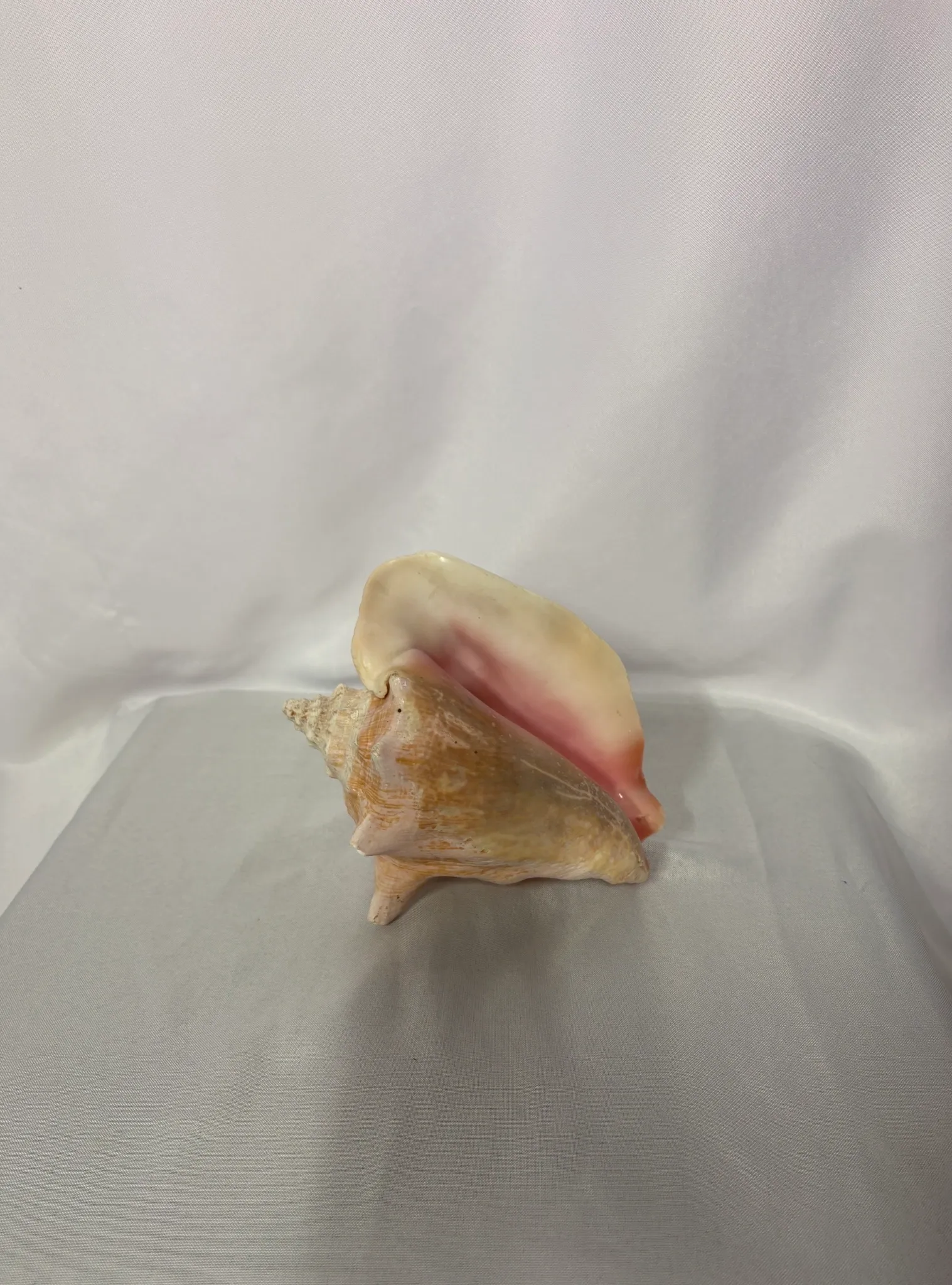 Conch Seashell