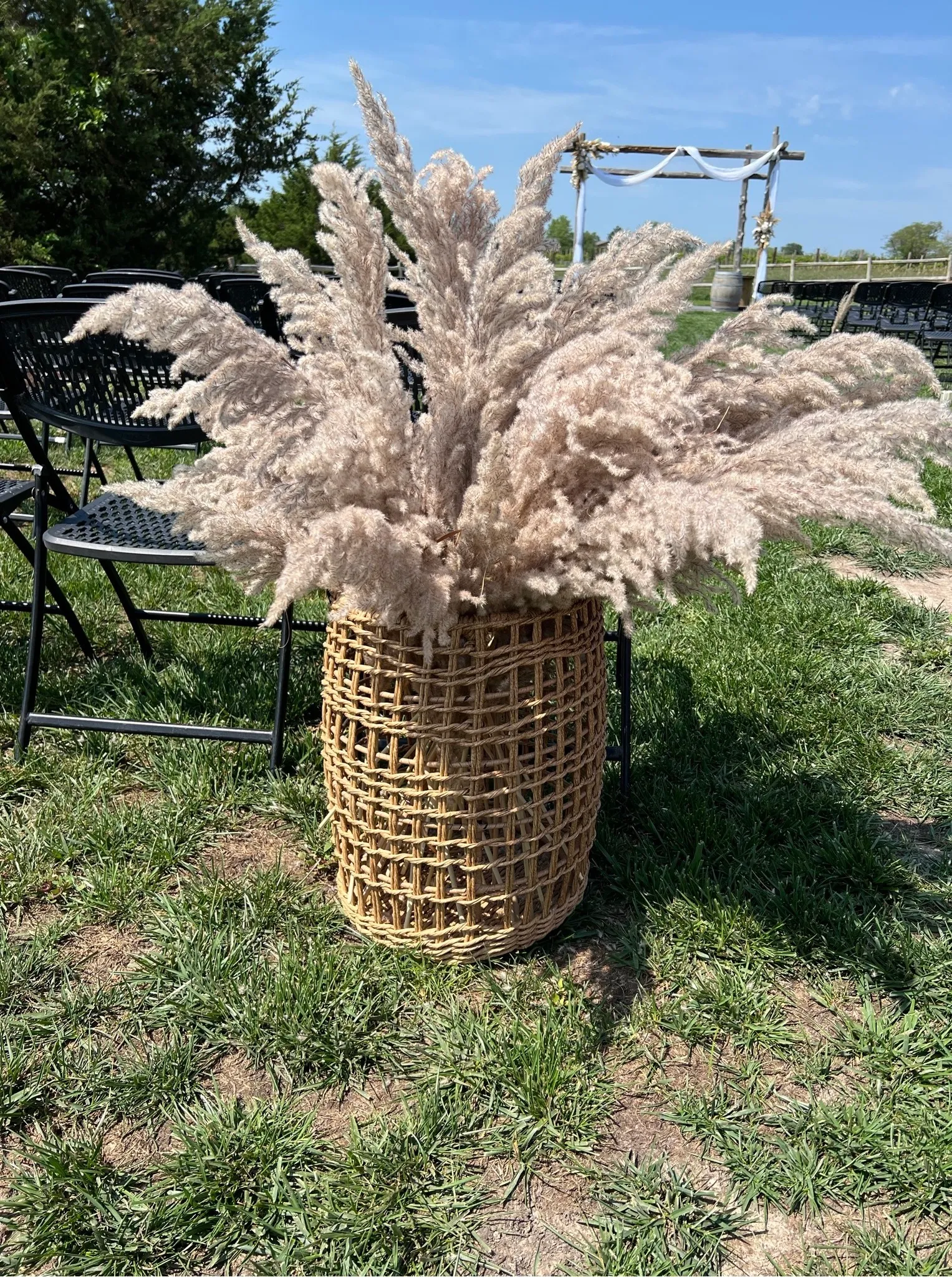 Large Fresh Pampas (single stem) 