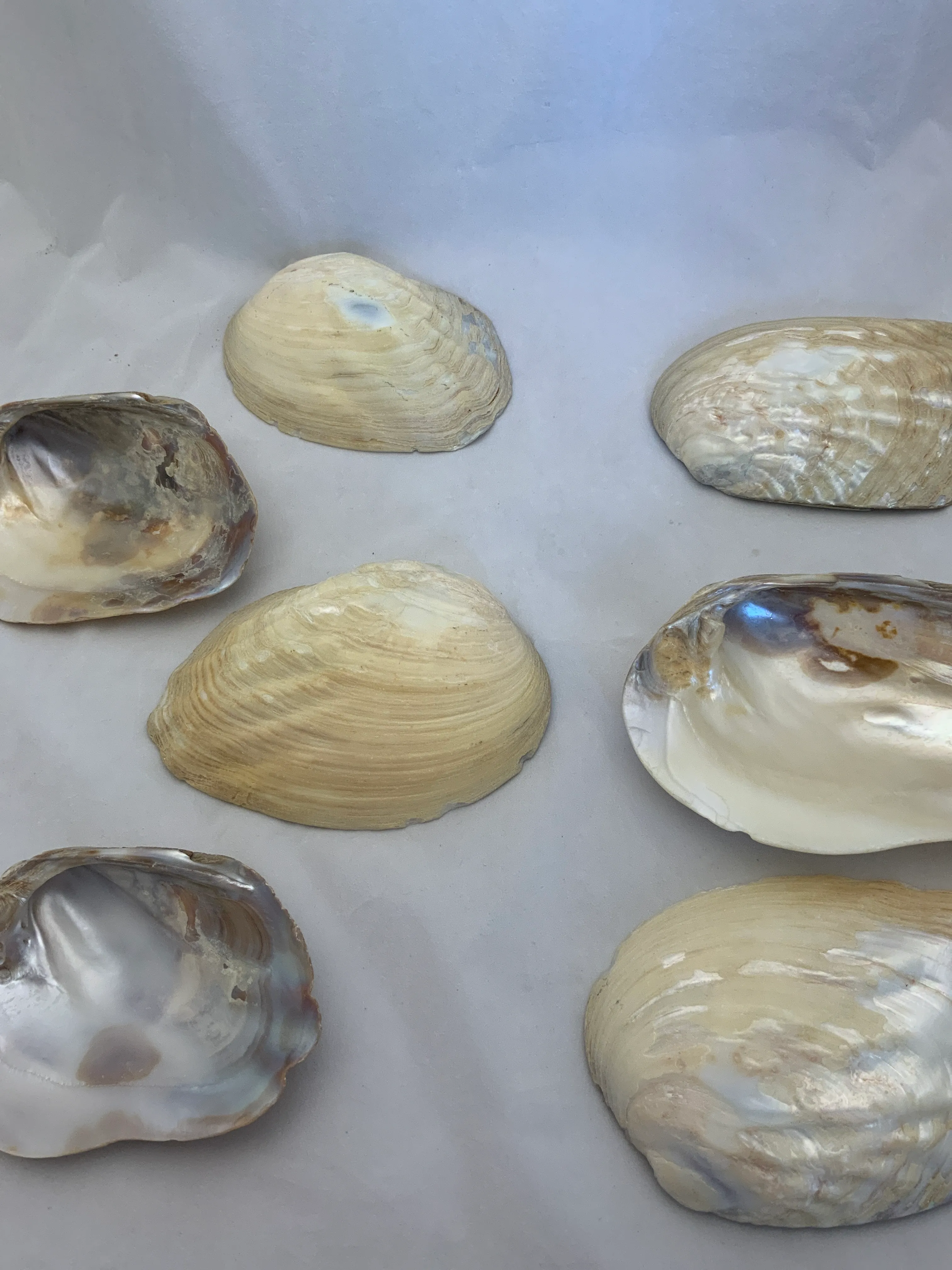 Sea Shell Variety Group 2