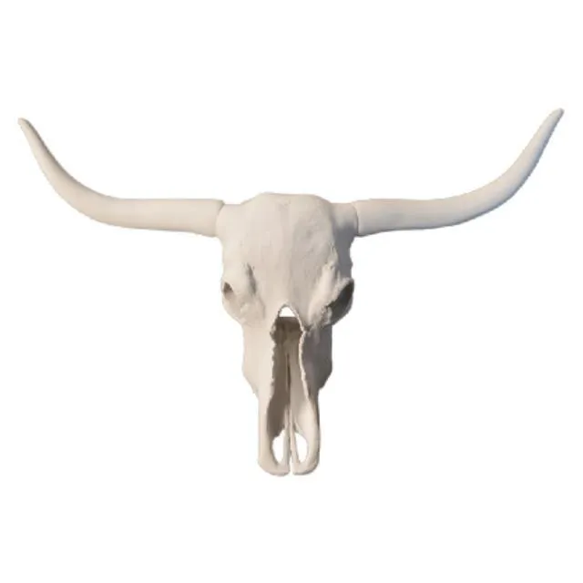 Longhorn Cattle Skull