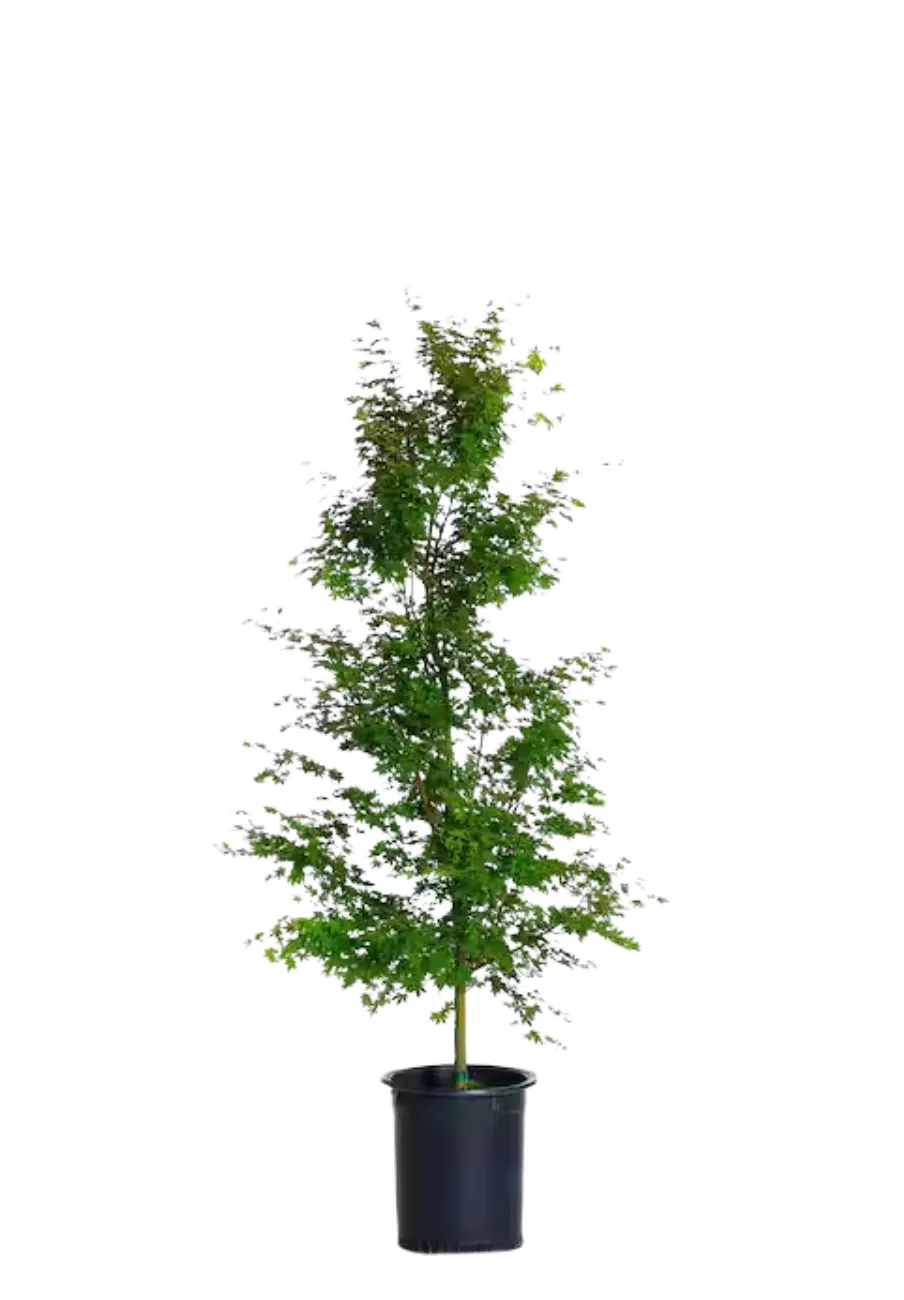  Japanese Maple