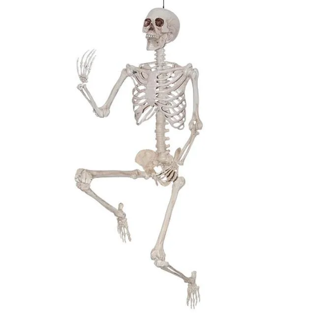 Skeleton