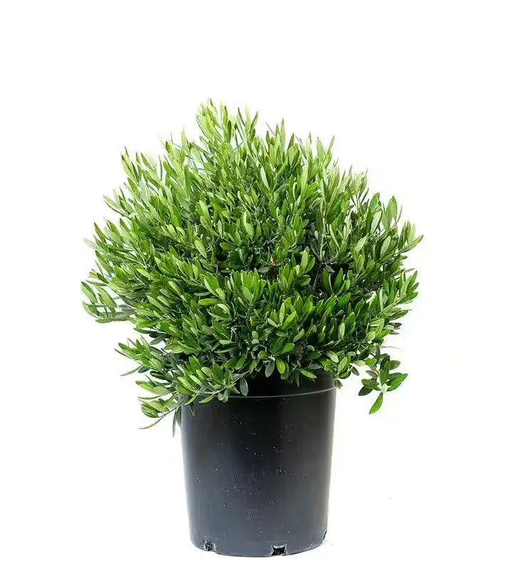 Olive Bush