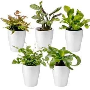 Planten collection image