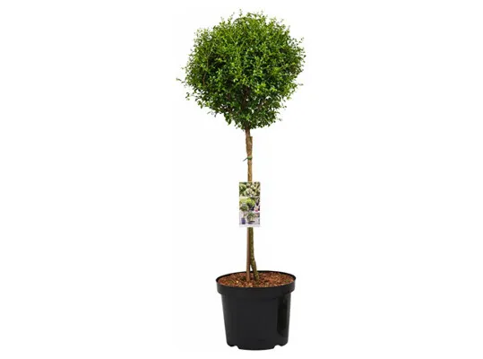 Plant - ligustrumboom