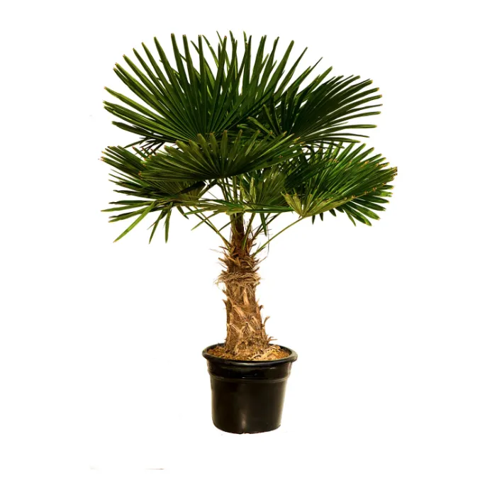 Plant- palmboom