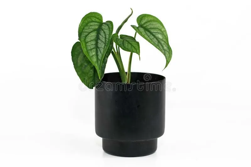 Small Black Crackled Pot