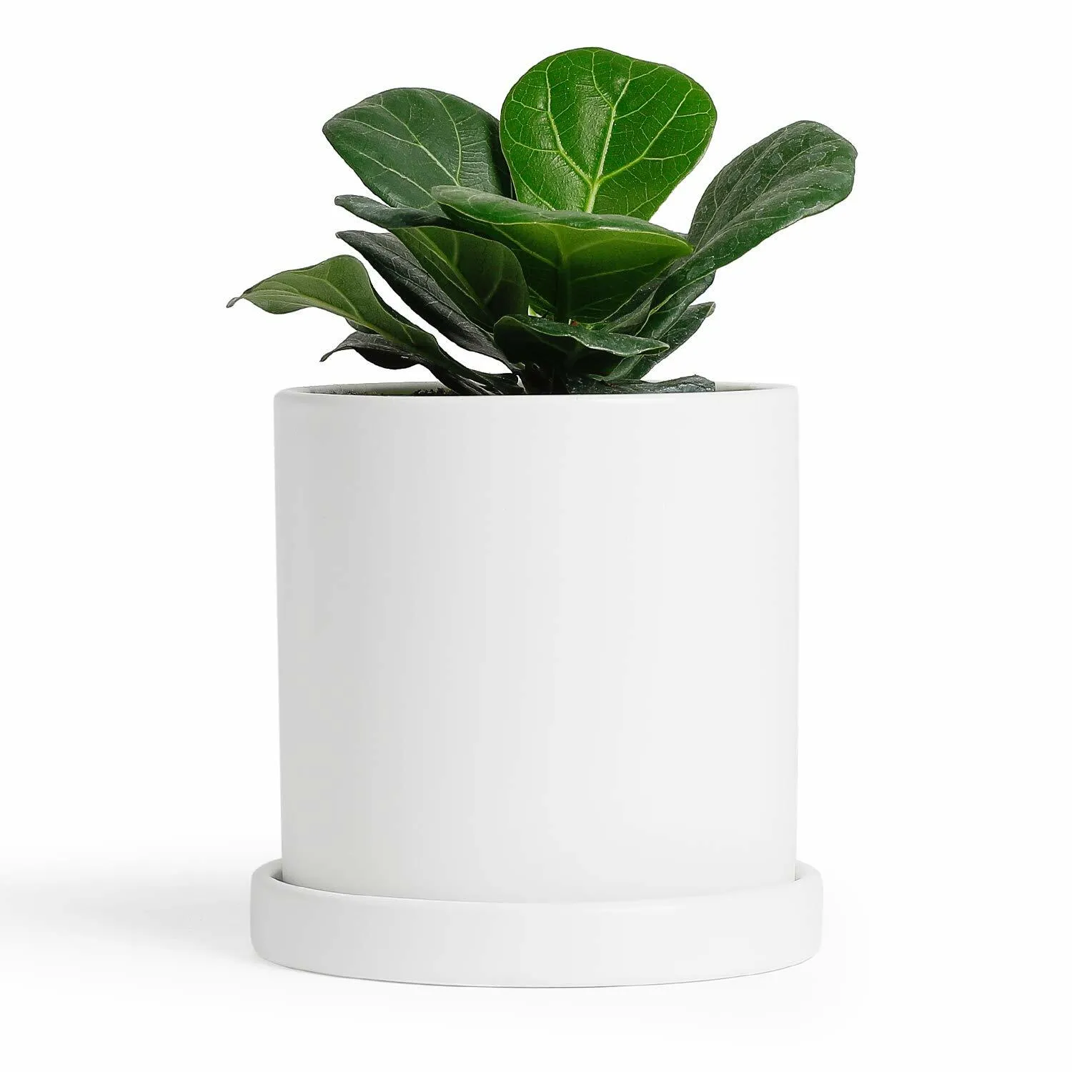 Small White Pot