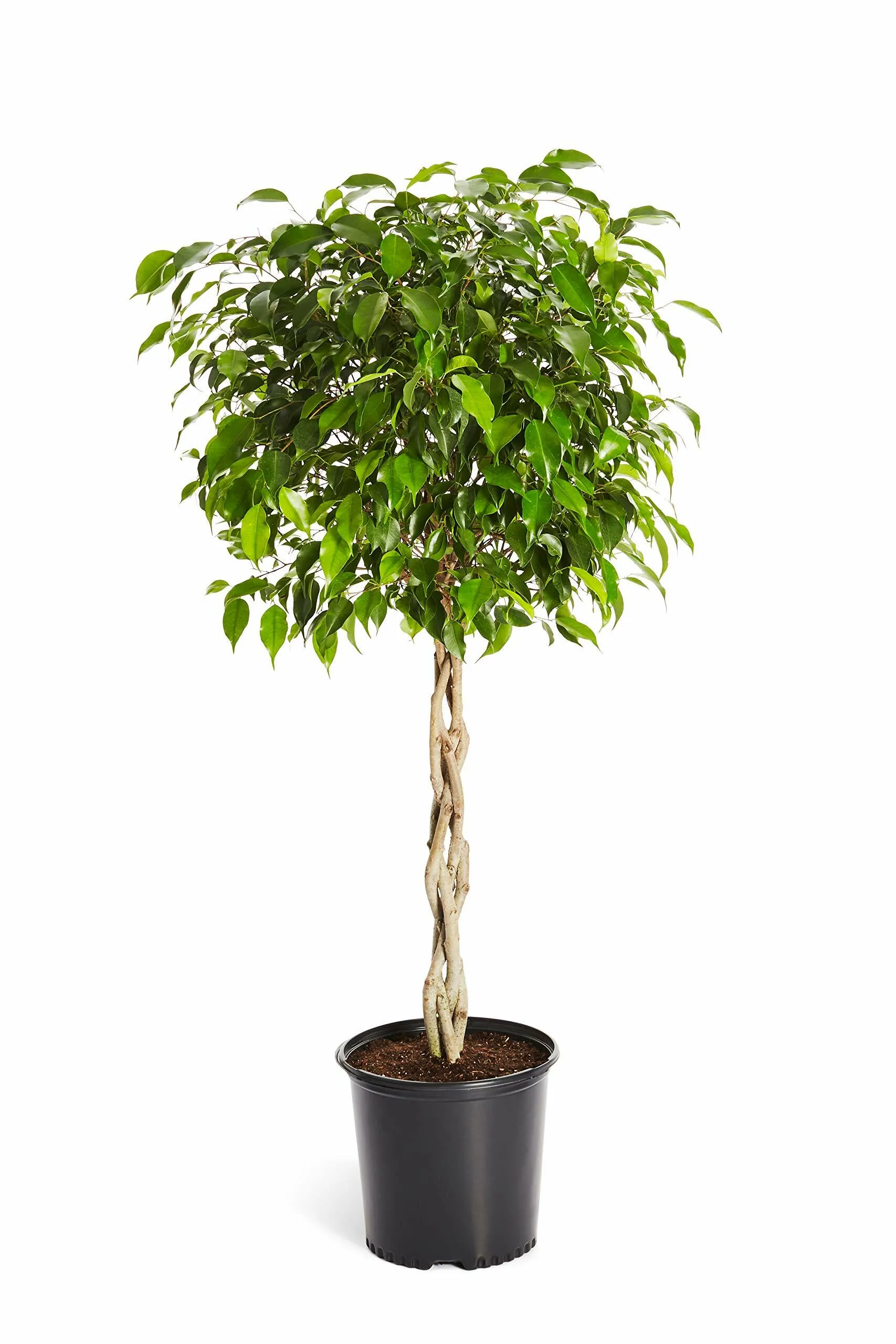 Ficus Tree