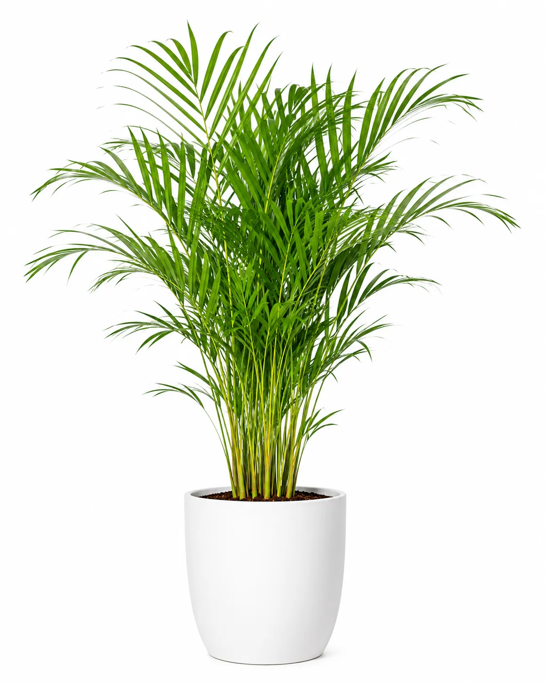 Palm