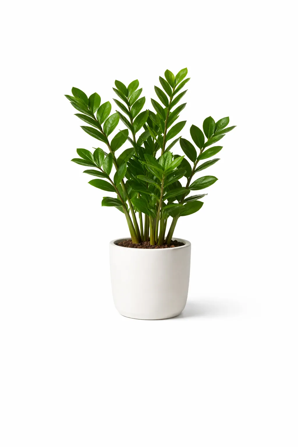 ZZ Plant