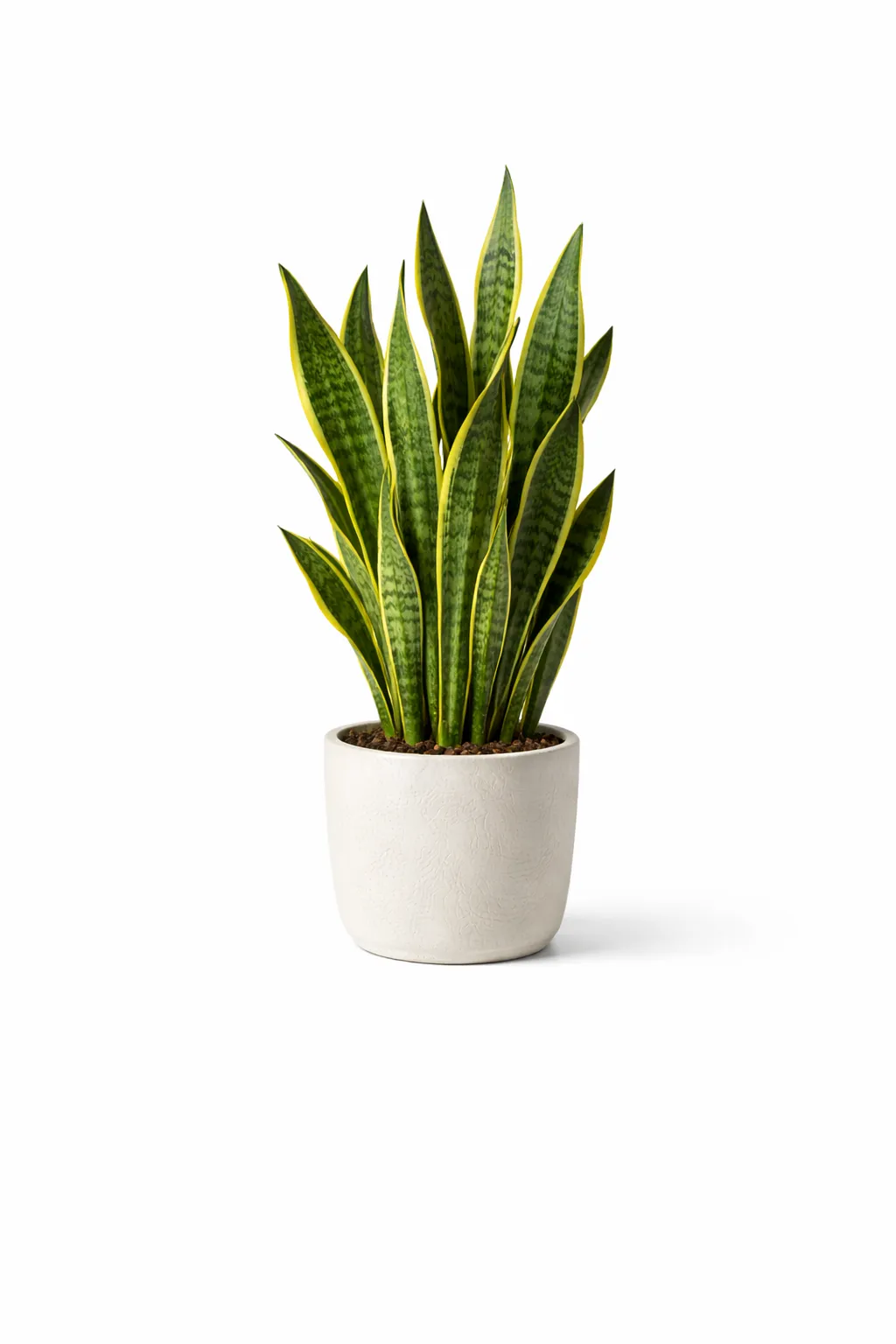Snake Plant