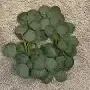 Eucalyptus Garland 3 ft to 4 ft  Pieces For Extending The 6 ft Garlands or Arch Decorations, Candle Circles, Signs  etc. (QTY 24)