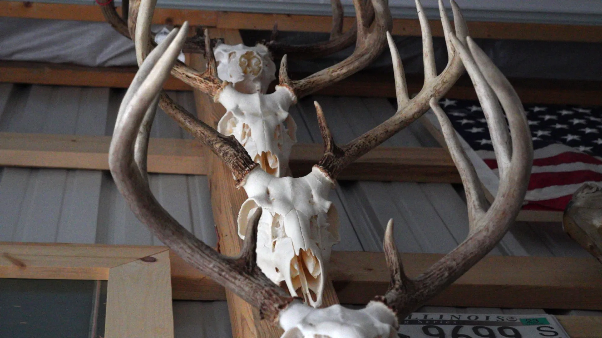 Deer Head Rental (Delivery & Pickup Only)