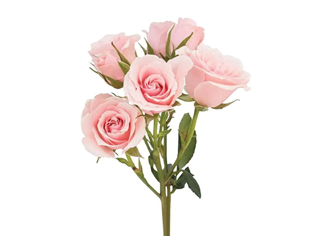 Light pink rose