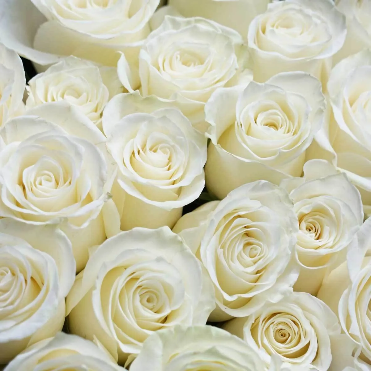 White Roses