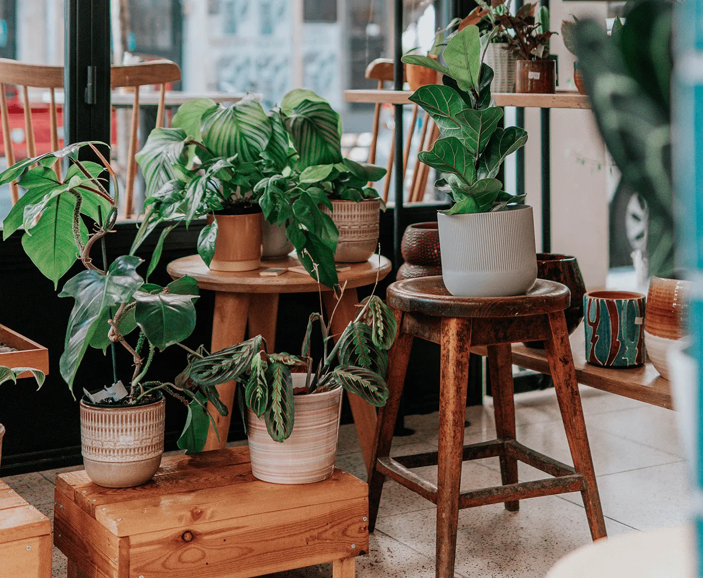 Plants