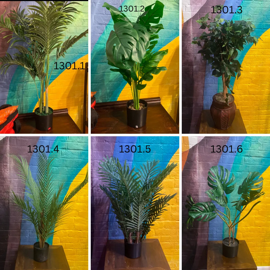 Medium Plants