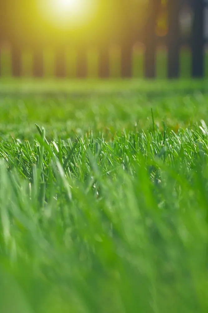Lawn and Garden collection image